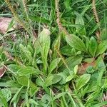 Plantago australis Deilen