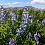 Lupinus nootkatensis Cvijet