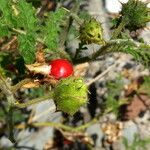 Solanum sisymbriifolium Plod