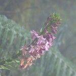 Calanthe sylvatica Flower