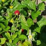 Potentilla indica ফল