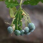 Maerua bussei Frukto