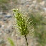 Setaria viridis Flor