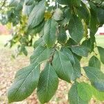 Prunus domestica 葉