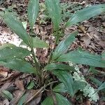 Calanthe madagascariensis Hábito