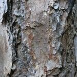 Pinus echinata Corteza