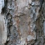 Pinus echinata Bark