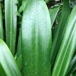 Agapanthus spp. Blad