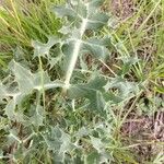 Eryngium campestre برگ