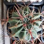 Ferocactus latispinusഇല