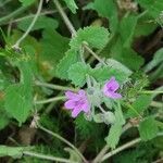 Erodium laciniatum Foglia