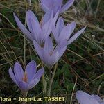 Crocus salzmannii Habitat