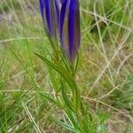 Gentiana pneumonanthe Blüte