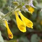 Melampyrum nemorosum 花