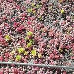 Sedum spurium 形態