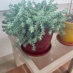 Sedum dasyphyllum葉