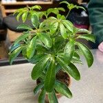 Heptapleurum actinophyllum Blad