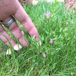 Sabatia campestris Flower