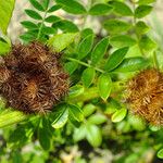 Glycyrrhiza echinata Fruit