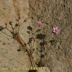 Rhodalsine geniculata Květ