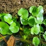 Heteranthera reniformis Folha