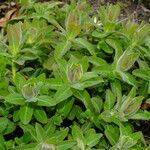 Euphorbia pilosa Hoja