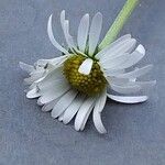 Bellis sylvestris Flower