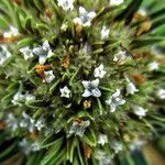 Spermacoce verticillata फूल