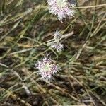 Dianthus broteri Flower