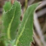 Crepis kotschyana Leaf