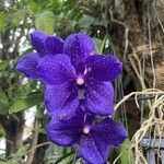 Vanda coeruleaКветка