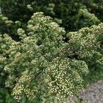 Pyracantha crenulata 花