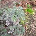 Artemisia frigida 葉