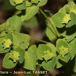 Euphorbia dulcis Fruto