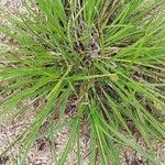 Carex spicata Φύλλο