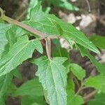 Canarina canariensis Leaf