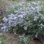 Ceanothus leucodermis Hábito
