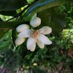 Citrus × aurantiumBlomma