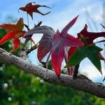 Liquidambar formosana Levél