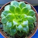 Echeveria agavoidesHoja