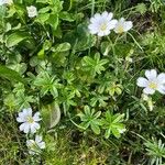 Cerastium alpinumList