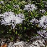 Globularia cordifolia Flower