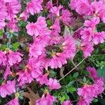 Rhododendron kiusianum Muu