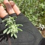 Teucrium dunense Flor