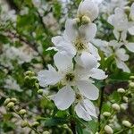 Exochorda racemosa Flor
