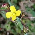 Bunias erucago Frucht