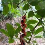 Cojoba rufescens Leaf