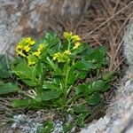Barbarea rupicola Hábito