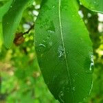 Exochorda × macrantha Leaf