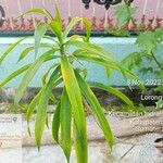 Dracaena reflexaList